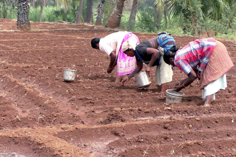 சின்ன வெங்காயம் சாகுபடியில் ஆர்வம் காட்டும் கோபி விவசாயிகள்!