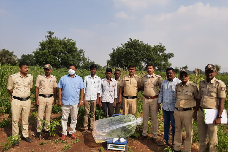 ಗಾಂಜಾ ವಶಪಡಿಸಿಕೊಂಡ ಅಬಕಾರಿ ಪೊಲೀಸರು