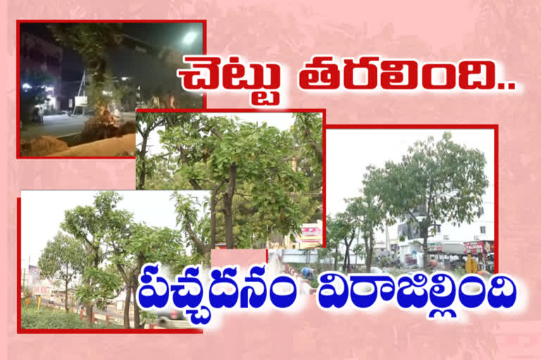 tree-trans-location-at-vijayawada