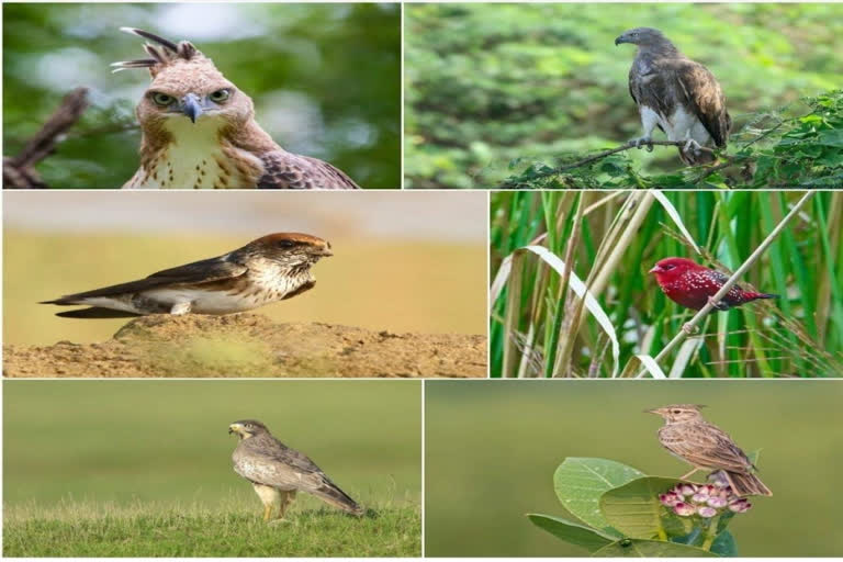 Salim Ali Bird Count