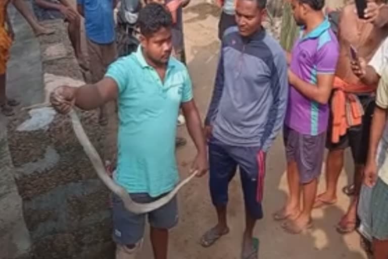 snake-rescue-inside-temple-in-khurdha