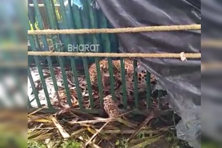 leopard caught in mysore