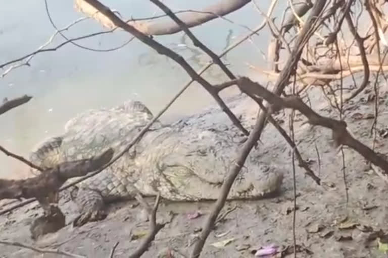 crocodile found in malaprabha river bank near holealur