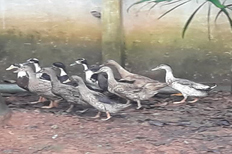 ഡക്ക് ഫാം വാര്‍ത്ത  താറാവ് കര്‍ഷകര്‍ വാര്‍ത്ത  duck farm news  duck farmers news