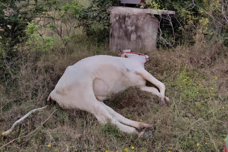 ox died with short circuit in athmakuru