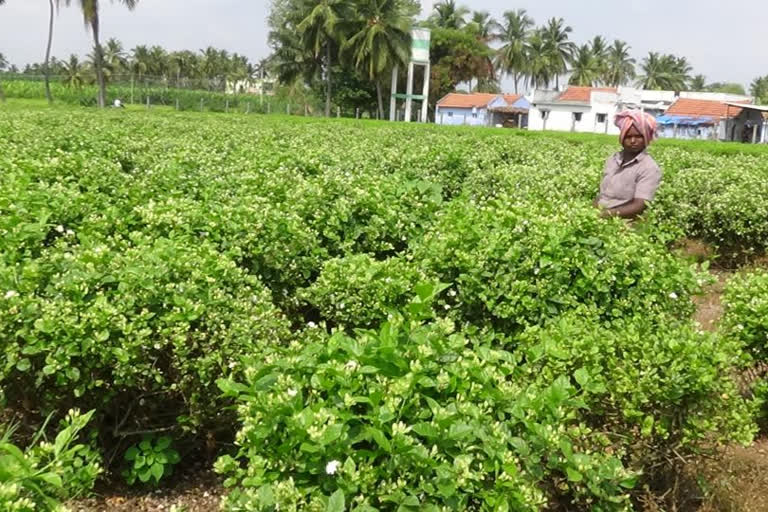 பூ விலை வீழ்ச்சி