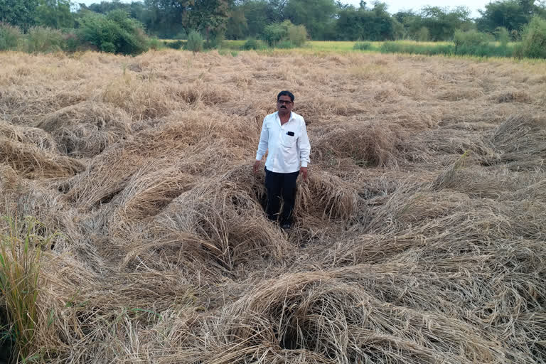 धान नष्ट होण्याच्या मार्गावर