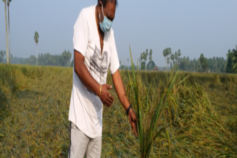 fallen paddy at eastgodavari district