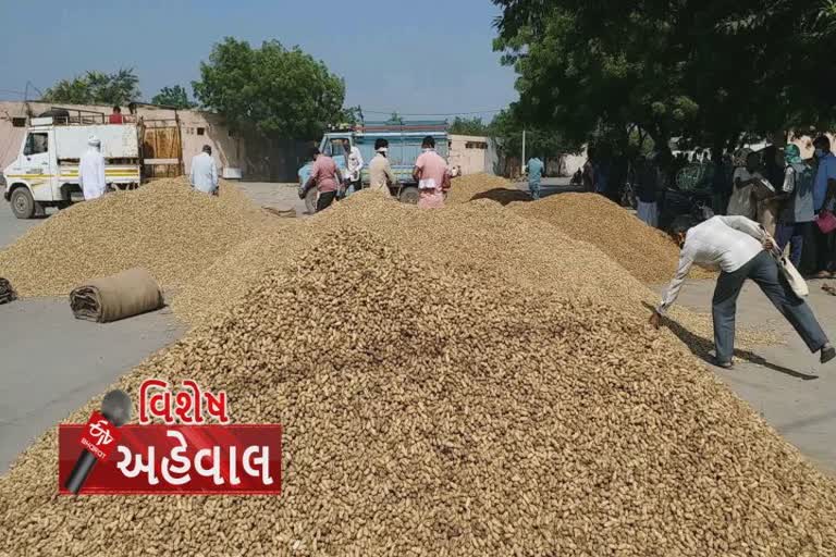 મગફળીની મબલખ આવક પણ સિંગતેલના ડબ્બાના ભાવમાં ભડકો કારણ શું ? જુઓ