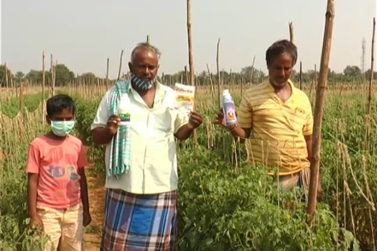 Tommato crop destroyed by sterilizer spray at Davanagere