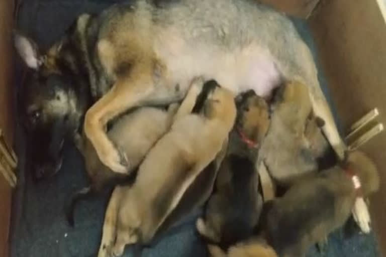 ITBP K9 squad's mother warriors give birth to 17 Malinois pups, to be trained for anti-terror, anti-Naxal operations