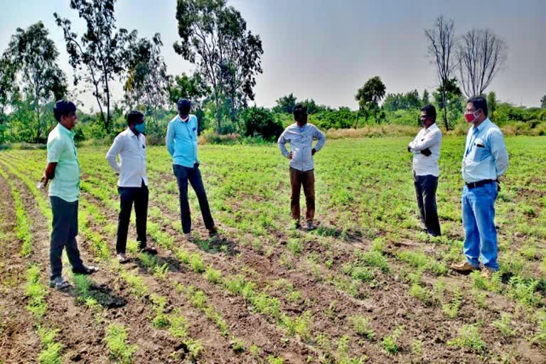 Insect infestation of chickpea crop