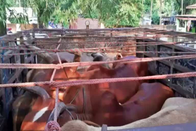 Illegal cow seized in Jonai