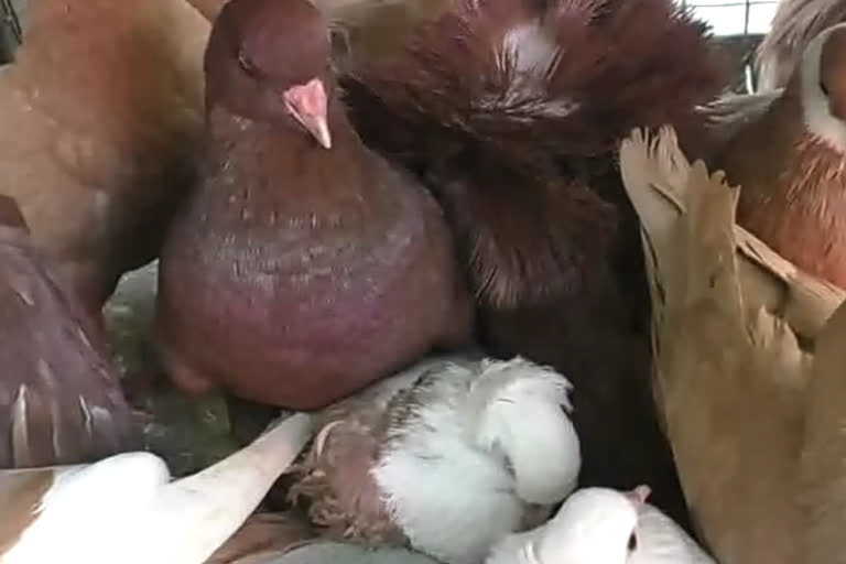 rare species of pigeons rescued