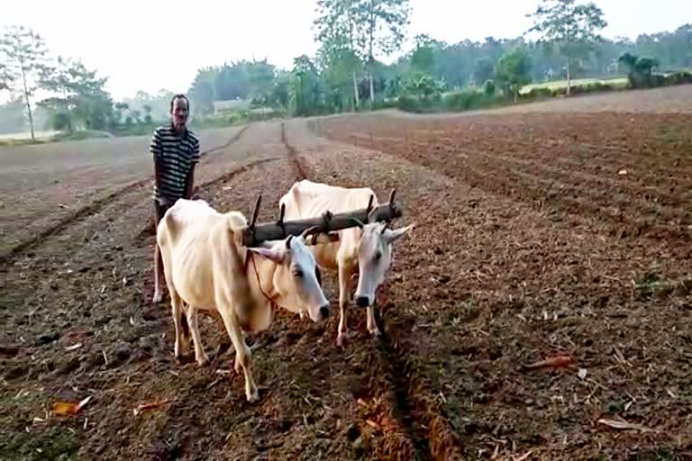 বতৰ পৰিৱৰ্তনঃ বিপাঙত ধেমাজিৰ খেতিয়ক