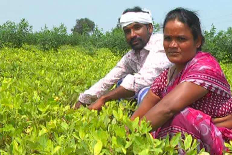 a-farmer-in-anticipation-of-good-yield-in-bellary