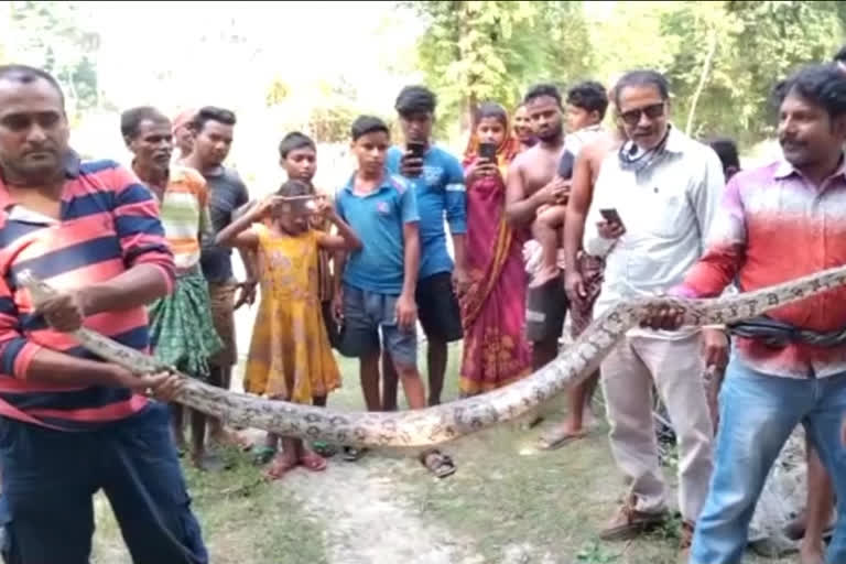 10-feet-long python rescued from the farm in Balasore