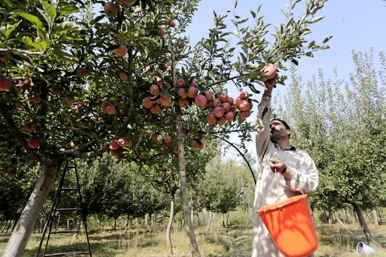 apple production in himachal