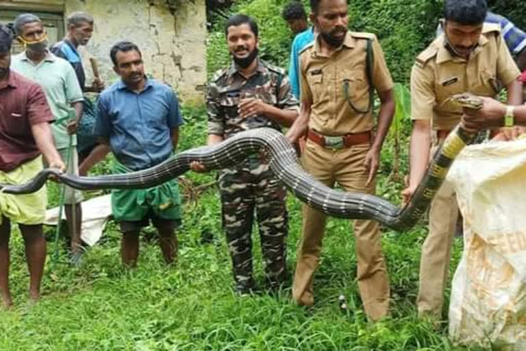 Foresters rescue snake as kingcobra