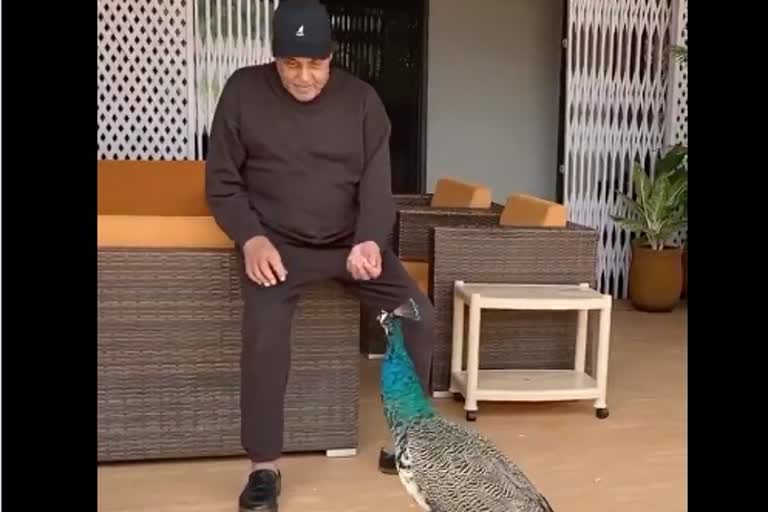 Dharmendra shared a video of the peacock