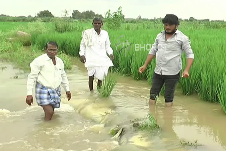 crop-insurance-is-not-available-during-difficult-times-for-yadgiri-farmers