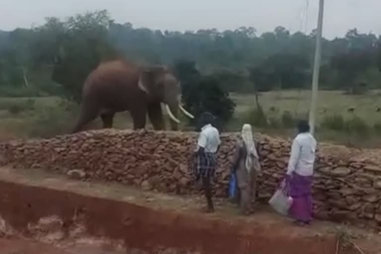 Wild elephant entry in nilgiris