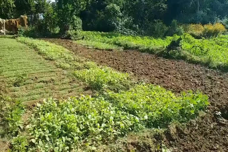 Deserted fields