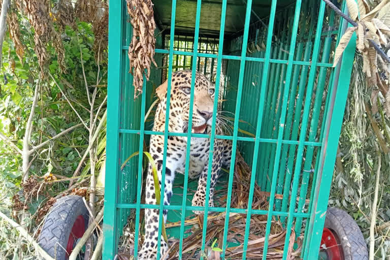 forest department  captures leopard