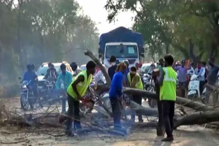 cutting of tree