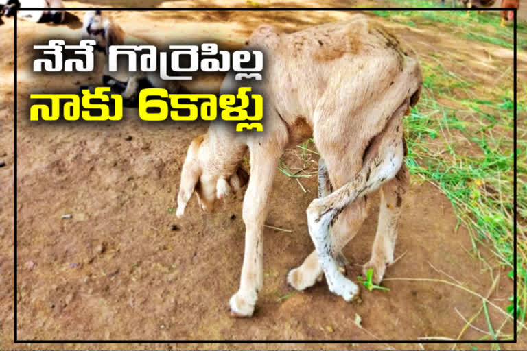 Birth of a lamb with six legs in Mulkala Palli village, Yadadri Bhuvanagiri District