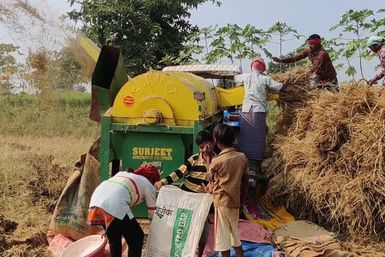 Farmers engaged in paddy harvesting
