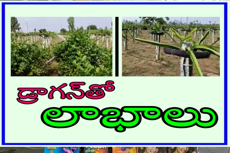 Dragon Fruit cultivation is more profitable says farmer in krishna district