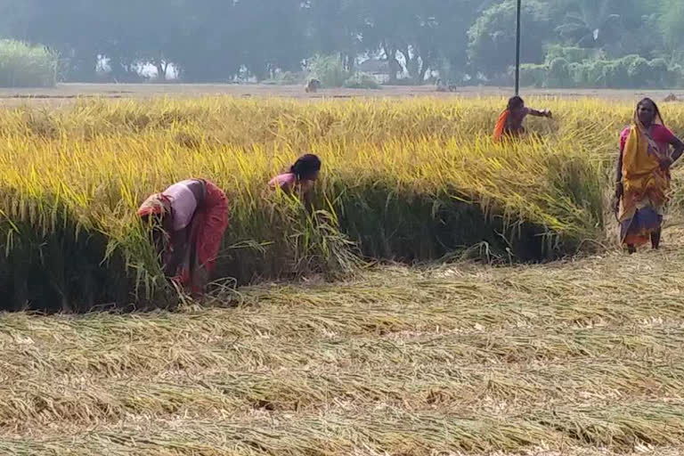 बांका