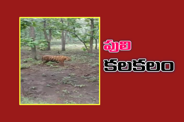 a tiger roams near Ahobilam forest are