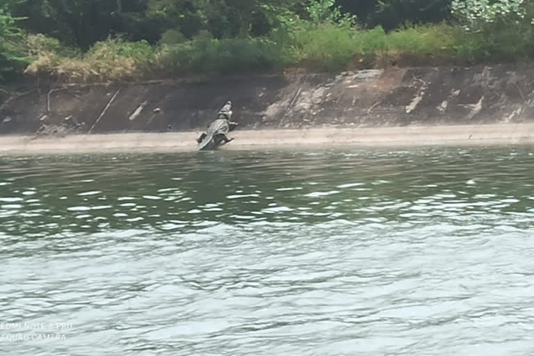 Crocodile wandering in the main canal of Nagarjuna Sagar