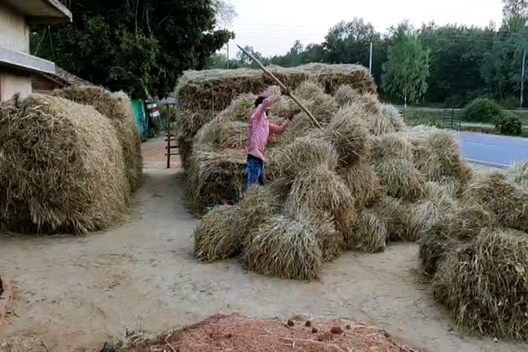 paddy purchase in bilaspur