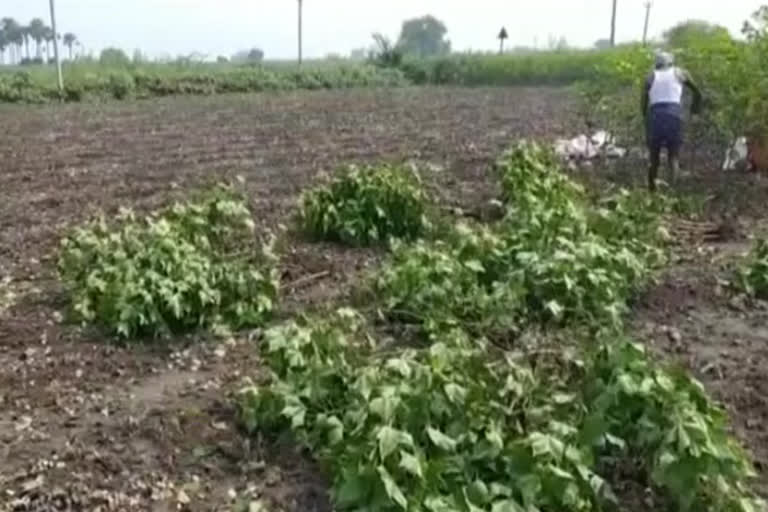 Farmers clearing the field