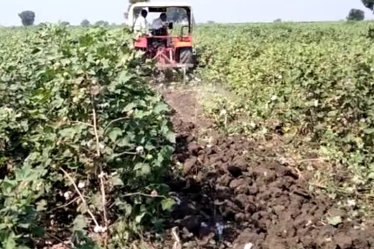 farmers destroy cotton crop in daryapur