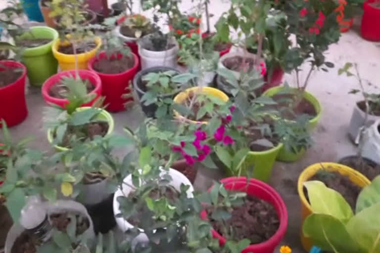 person Horticultural farming on roof in palwal