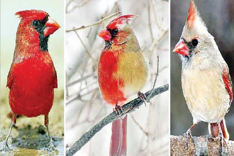 Northern Cardinal bird