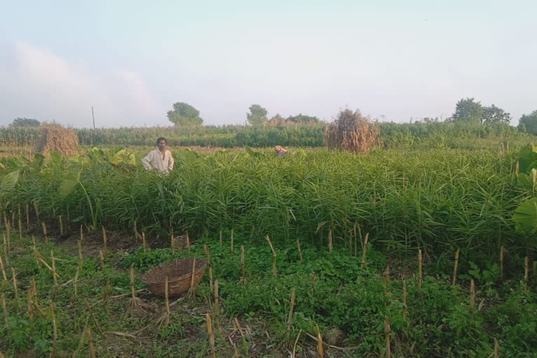 Ginger farming started in Giripar areas in Paonta Sahib