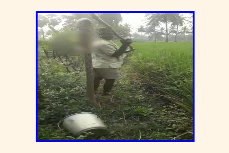 Blood cage snake trying to attack and farmers  Killed in east godavari