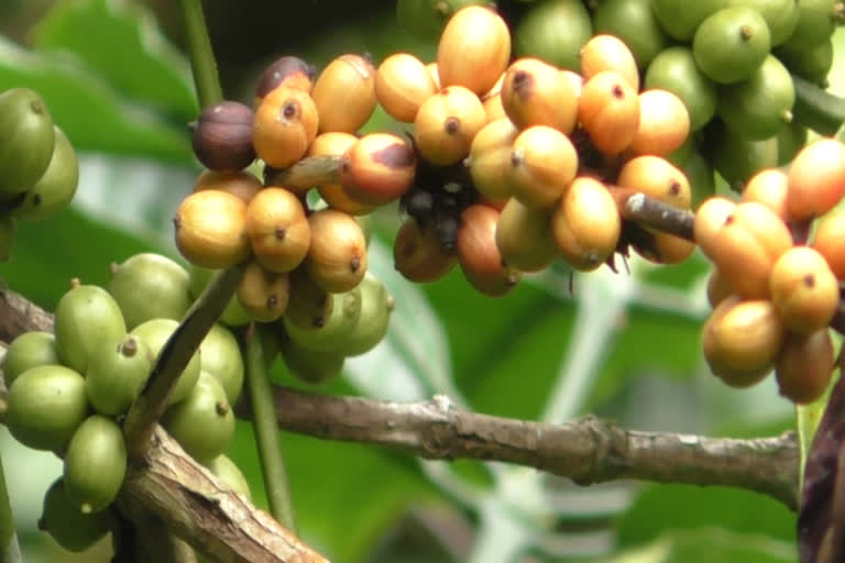 coffee farmers issue  farmers issue latest news  കാപ്പി കര്‍ഷകരുടെ പ്രശ്‌നങ്ങള്‍  ഇടുക്കി വാര്‍ത്തകള്‍  കോഫി ബോര്‍ഡ്