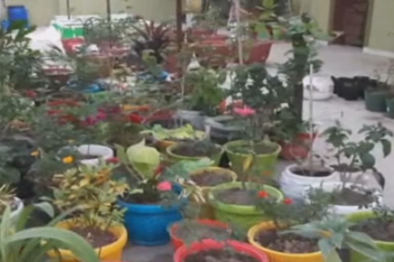 horticultural farming on roof in palwal