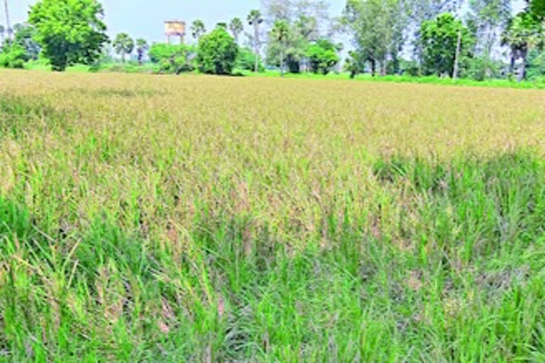 వ్యర్థ జలాలతో కాలువలు నిండి... పంటకు నీరులేక ఇలా..