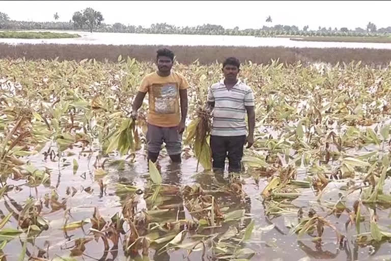 flood affected areas in Guntur district