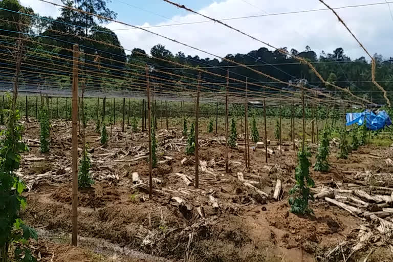 ഇടുക്കി  പ്രതീക്ഷയുടെ പുതു നാമ്പുകൾ  powell cultivation  idukki  high range  hope  cultivation  പാവൽ കൃഷി  ഹൈറേഞ്ച്  കൃഷി