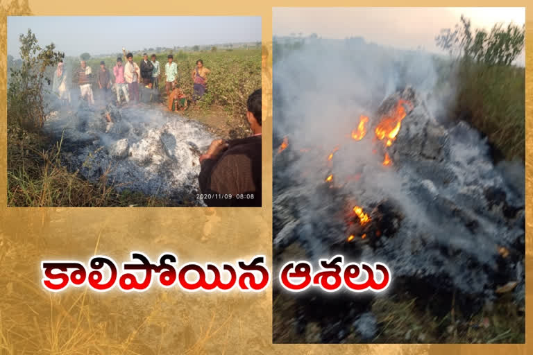 cotton crop burned in fields at gandhari mandal in kamareddy