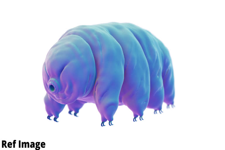 tardigrade ,water bears