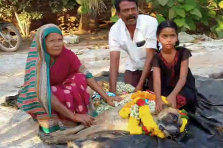 a dog cremations at gutipally